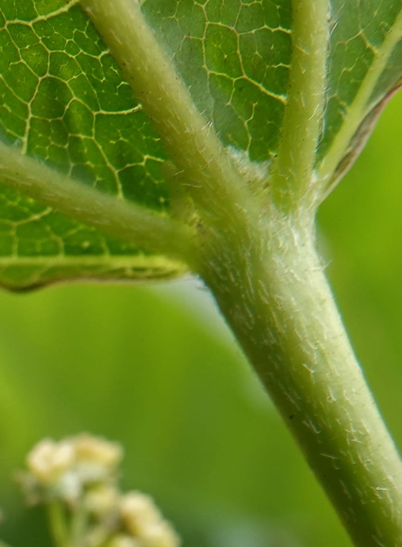 Acer davidii, D. Boufford 44097--China. Yunnan. Ci Wu Duan Rd. Stop 2. 29 Apr 2018. DSC00344 (118).JPG