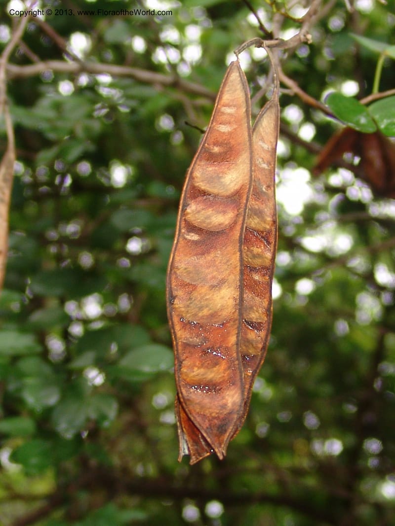 Bauhinia tomentosa--So.Africa. Lowveld Nat. Bot. Gard. 14 Mch 05. 073.jpg