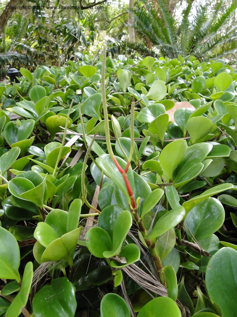 Peperomia obtusifolia--Florida. Marie Selby Gardens, Sarasota. 16 March 2010. 139.jpg