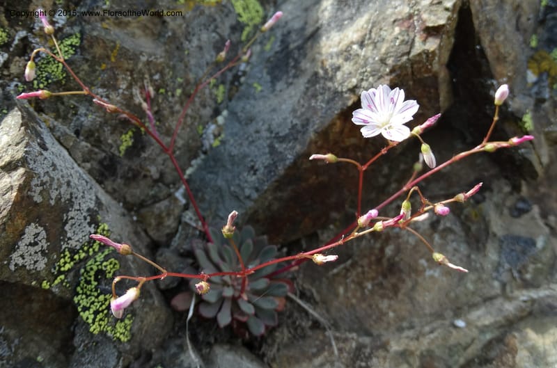 Lewisia columbiana var. wallowensis, Davidson, C 12591--ID. Idaho Co. Seven Devils Camp Ground. 15 Jul 2014. DSC00113 (124).JPG