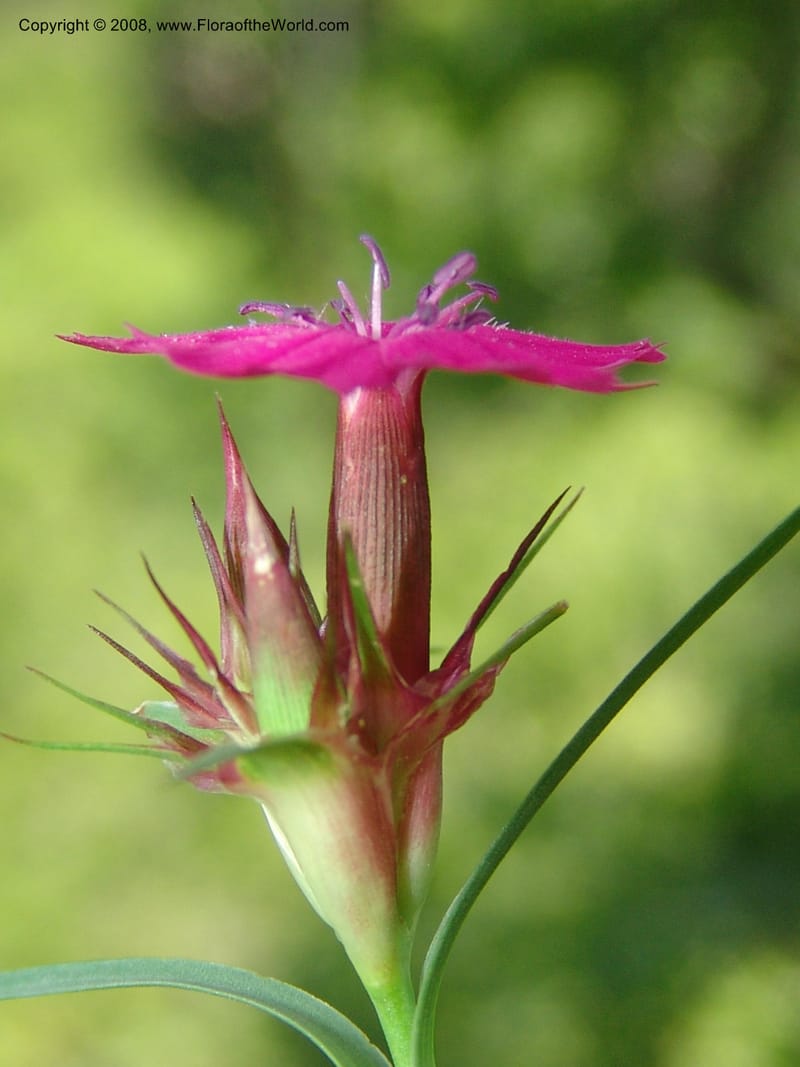 Dianthus subulosus--Georgia. Shio Mgvime Monastery road. 12 Jun 05. 093.jpg