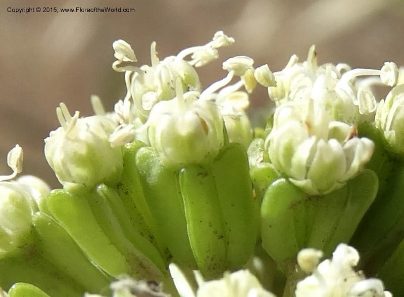 Asteriscium chilensis, Davidson, C 12819--Chile. Ruta J-55 east of Talca. 27 Nov 2014. DSC08479 (66).JPG
