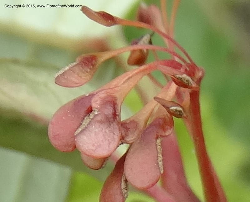 Euptelea pleiosperma, Boufford, D 43587--China. Sichuan. Tudiling Tunnel. 6 May 2014. DSC03860 (227).JPG