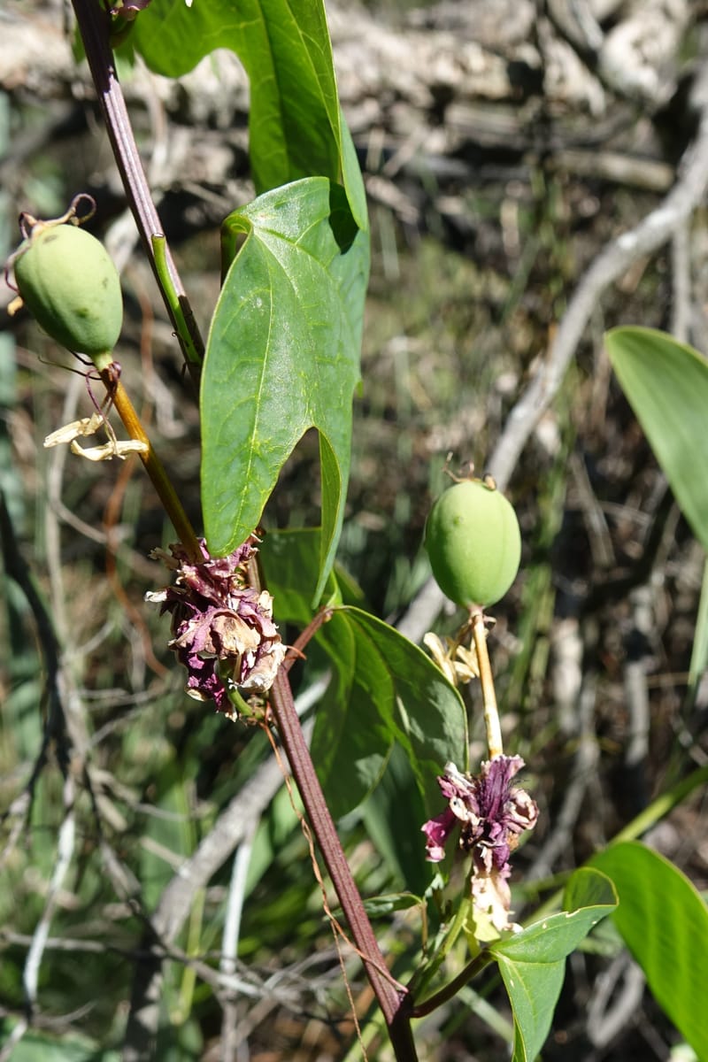 Passiflora aurantia, Davidson, C 13330--Australia. Qld. Jacob's Well. 16 Oct 2016. DSC02498 (93).JPG