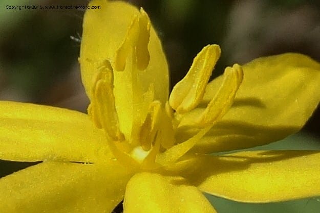Hypoxis hirsuta, Davidson, C 12977--North Carolina. Clay Co. Buck Cr. 13 May 2015. DSC04619 (146).JPG