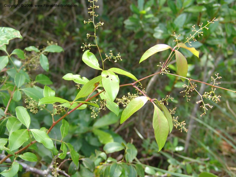 Rhus acocksii--So.Africa. E. Cape. Umtamvuna Nat. Res. 11 Mch 05. 443.jpg