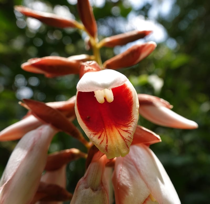 Alpinia blepharocalyx, D. Boufford 44112--China. Yunnan. Lao jun Shan. 30 Apr 2018. DSC00424 (199).JPG