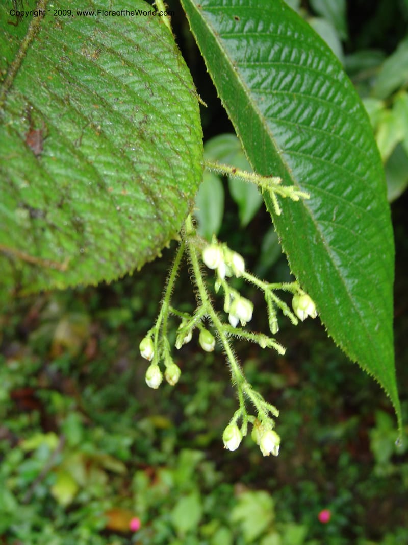 Saurauia, Croat94541--Ecuador. Prov. Pichincha. Pachejal-Pacto. 12 Feb 05. 081.jpg