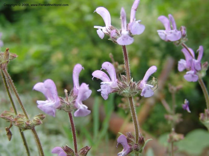 Salvia dagestanica--Georgia. Tbilisi. Central Botanical Garden. 31 May 05. 020.jpg
