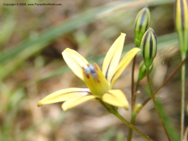 Triteleia  ixioides ssp anilina, CDavidson10913--CA.  Yosemite Nat. Pk. Glacier Pt Rd.  27 Jun 06. 151.jpg