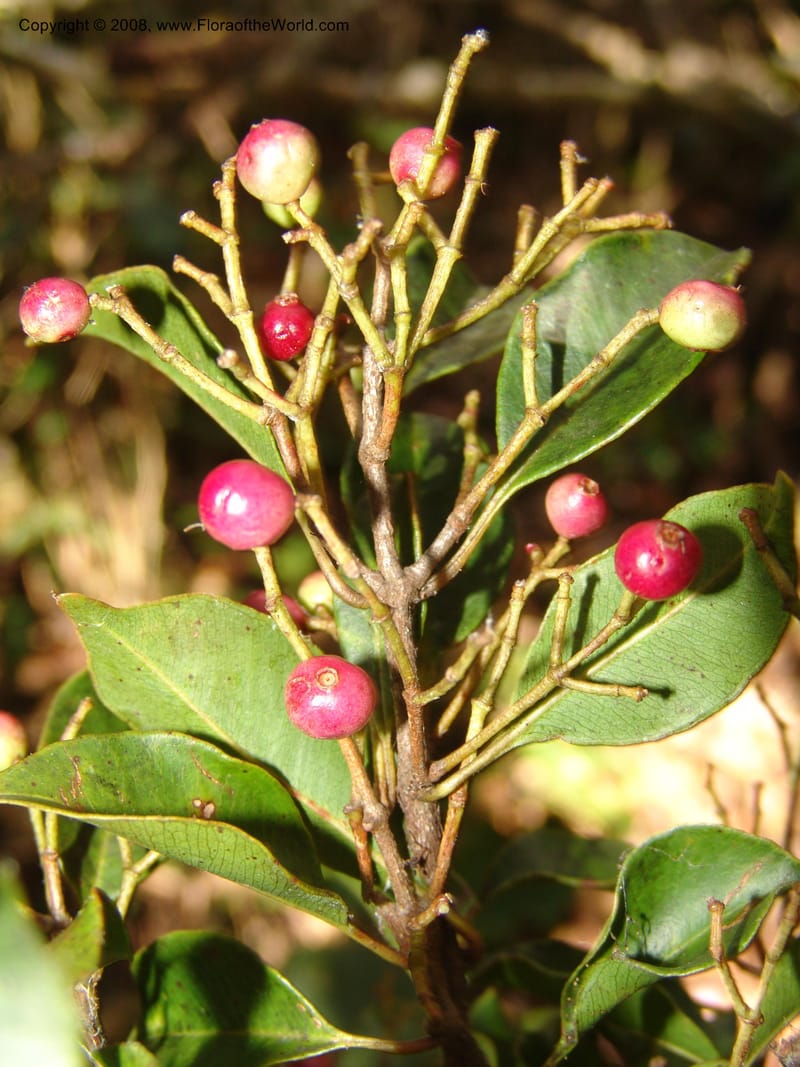 Syzygium, ZRogers1200--Madag. Anjozorobe, Aire Protegee, E Antsahabe. 17 Nov 06. 195.jpg