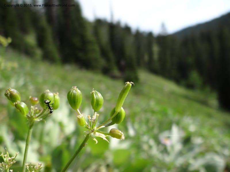Lomatium graveolens, Mansfield, D 12-598--ID. Bear Lake Co. Mt. Sherman. 13 Jul 2012. DSC03473 (26).JPG