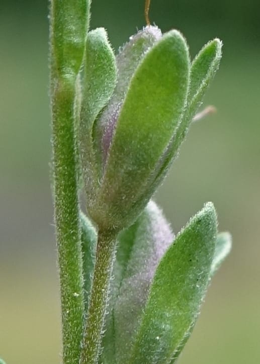 Veronica fruticans, Davidson, C 13254--Switzerland. Oberwald. Chapel St. Nikolas. 2 Jul 2016. DSC07728 (512).JPG