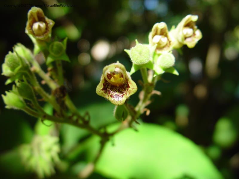 Rhytidophyllum tomentosum. 78338 A--FL. Fairchild Tropical Garden. 15 Jan. 03. 040.jpg