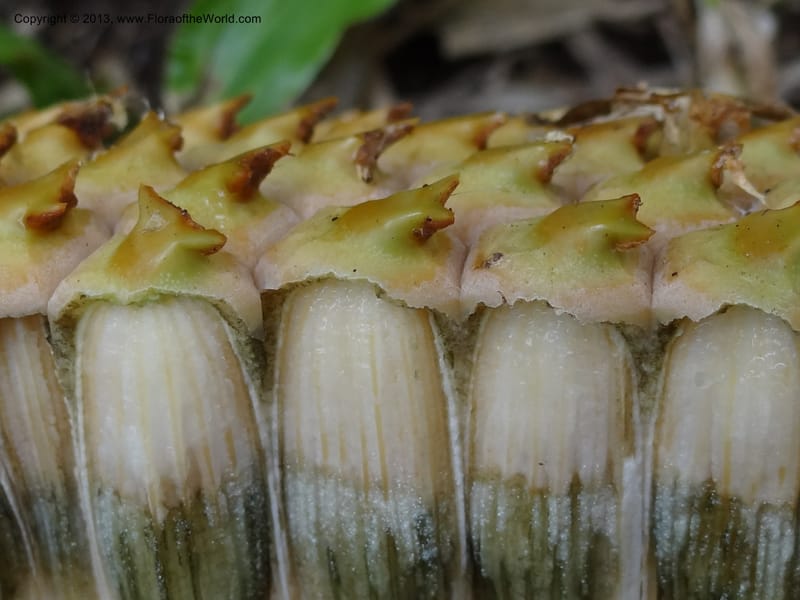 Pandanus kamiae, Callmander 1016--Malaysia, Sarawak. Bako Nat. Park. Beach. 31 Mar 2012. DSC06362 (125).JPG