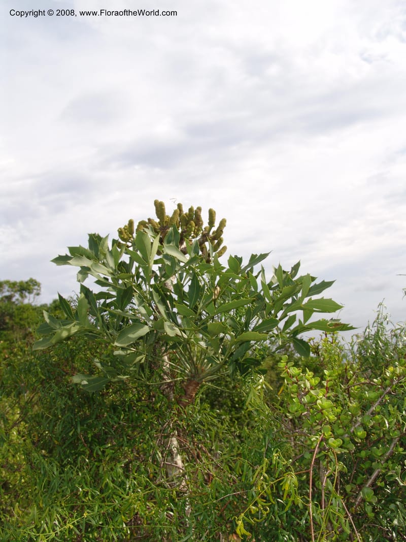 Cussonia spicata--So.Africa. E. Cape. Uitenhage Nat. Res. 6 Mch 05. 094.jpg