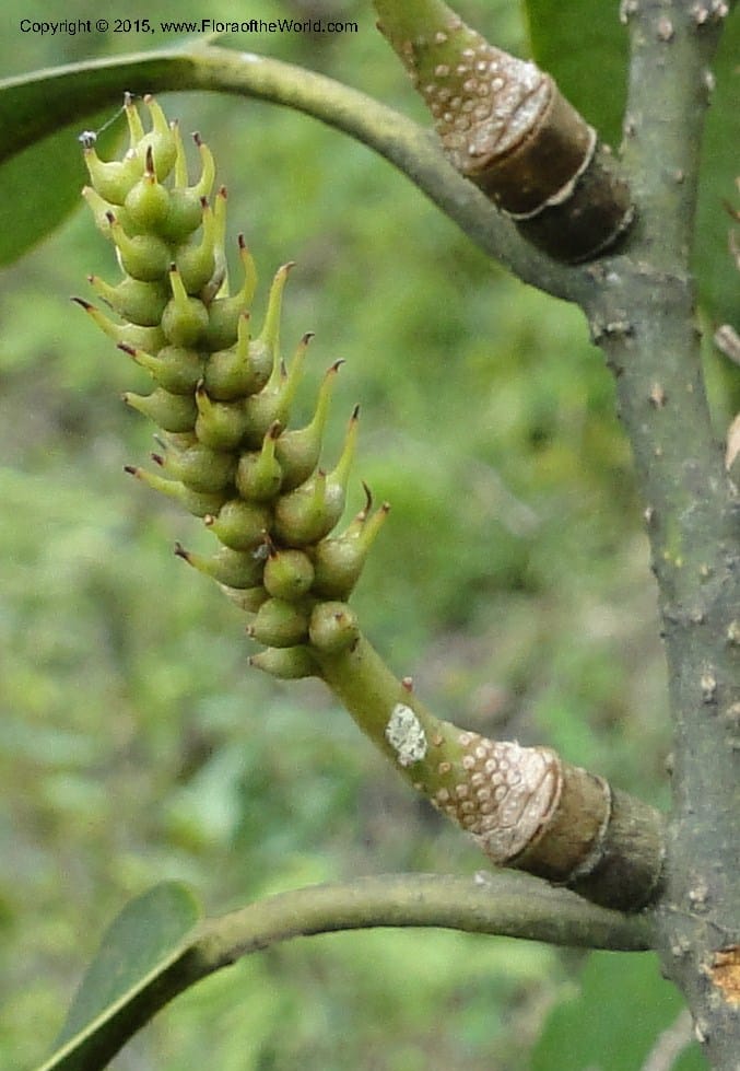 Michelia, Regalado 1803--Viet Nam. Trail to Siu Chai Commune. 5 May 2011. 211 (1).jpg