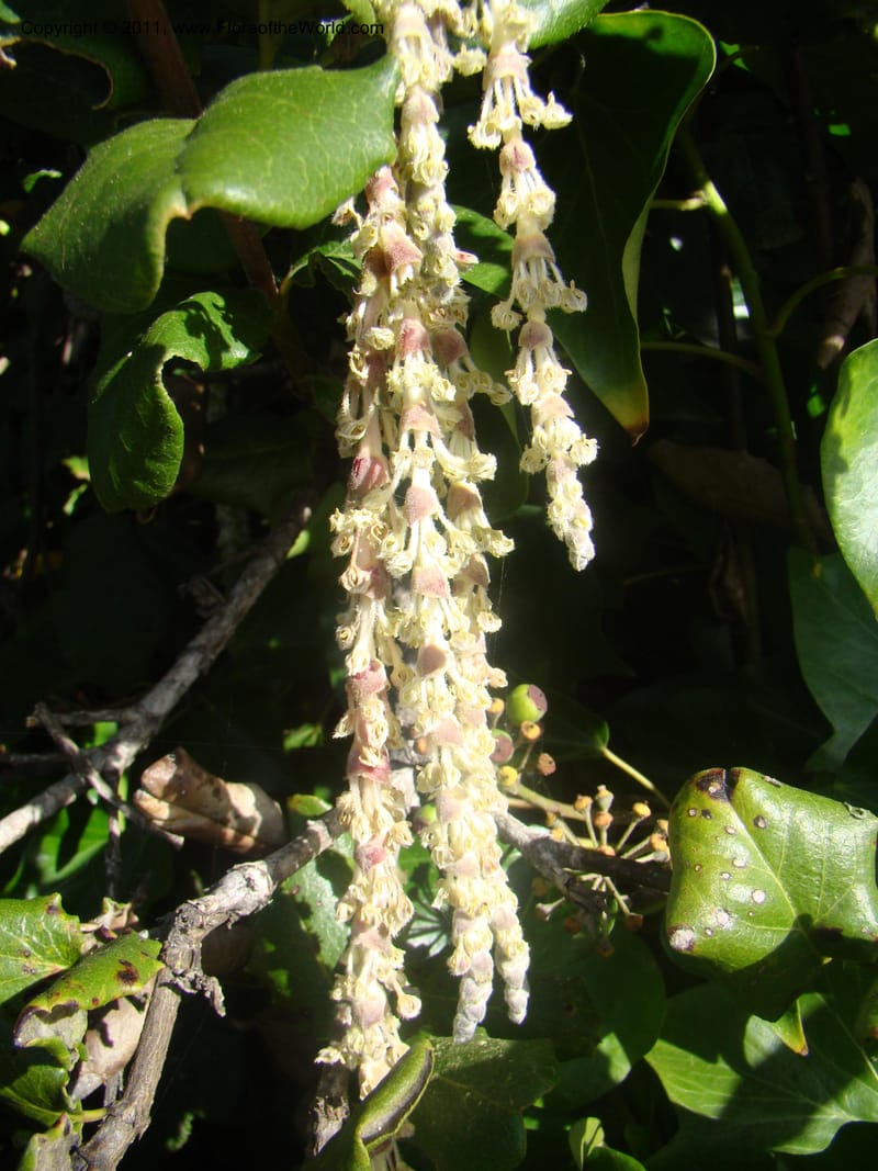 Garrya elliptica, C. Davidson 11826--CA. Moonstone Beach. 26 Jan 2011. 012 (4).jpg