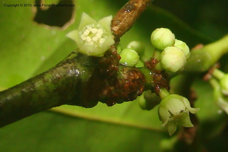 Heisteria, R. Vasquez 34901--Peru. Loreto. Dto. Parinari. Tacshacocha. R. Samiria. 14 Nov 08. 139.jpg