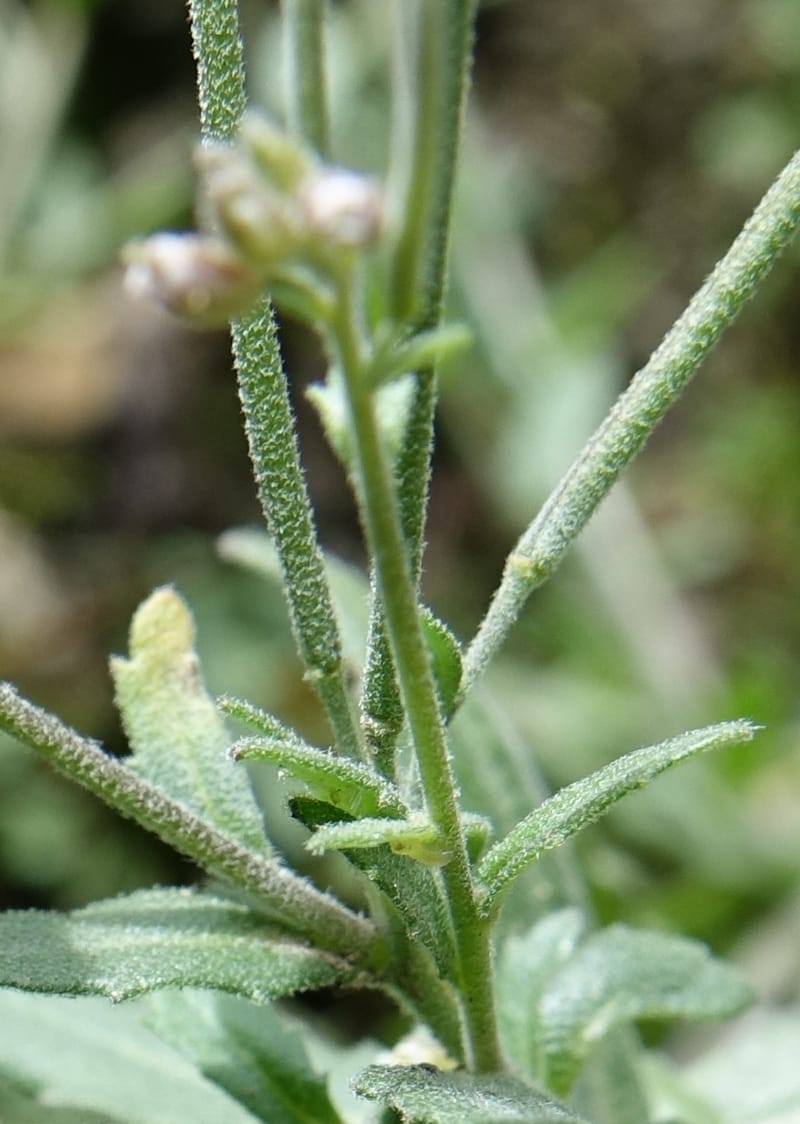 Arabis pycnocarpa var. pycnocarpa, D. Boufford 44001--China. Sichuan. Yibailingba-gou. 12 Aug 2017. DSC04660 (129).JPG