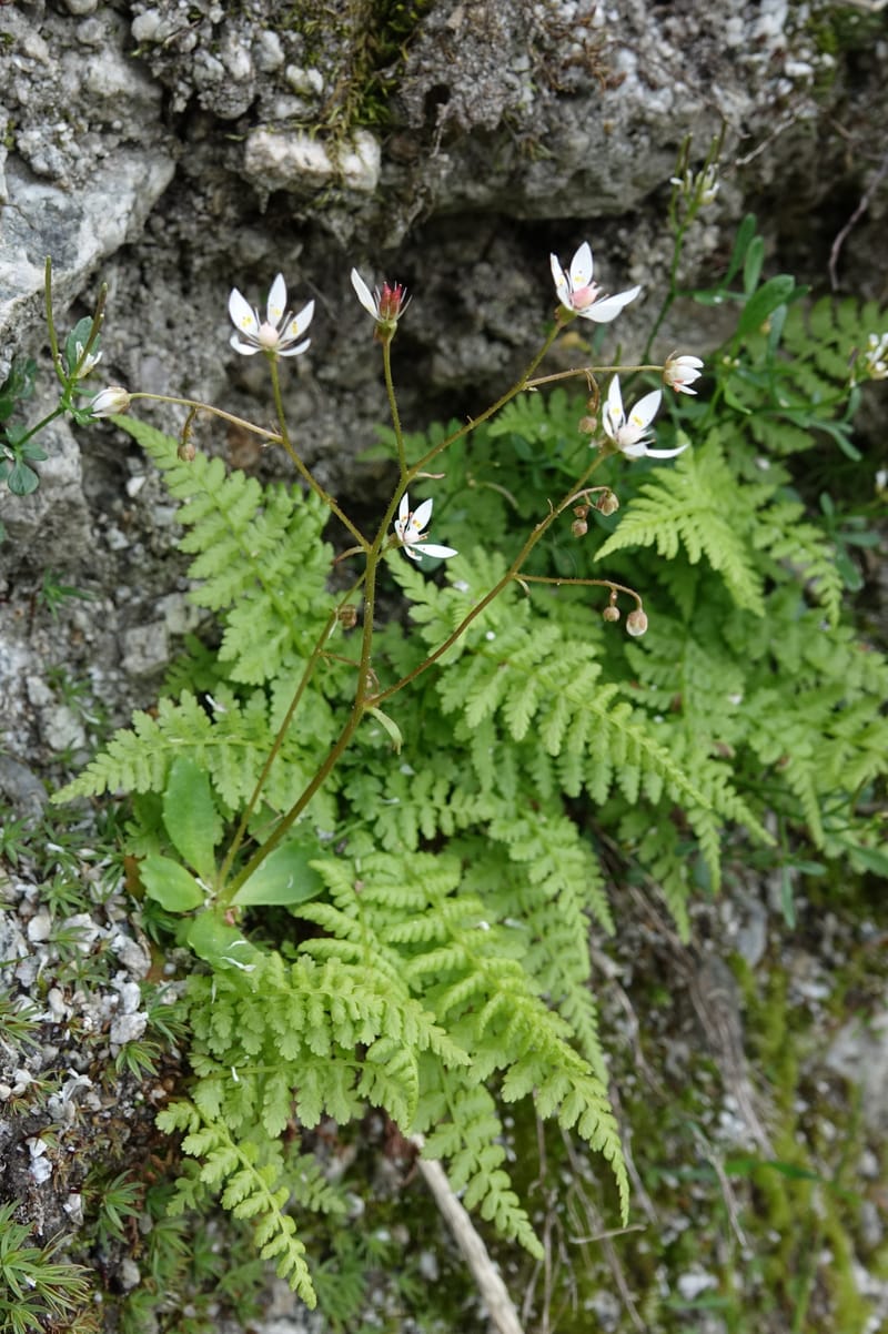 Saxifraga stellaris, Davidson, C 13213--Switzerland. Chuenxentennlen. Grimsel Pass rd. 30 Jun 2016. DSC06756 (21).JPG