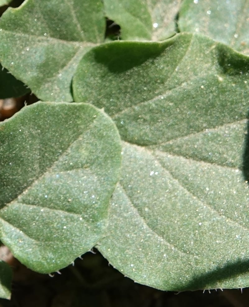 Boerhavia diffusa var. leiocarpa, Fortunato 13150--Argentina. S. of San Augustin. Las Bretes. 8 Feb 2018. DSC09370 (230).JPG