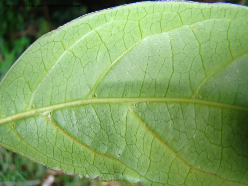 Citronella costaricensis, B. Hammel 24577--Costa Rica. Hered. Volcan Barva. 9 Apr 08. 361 (15).jpg
