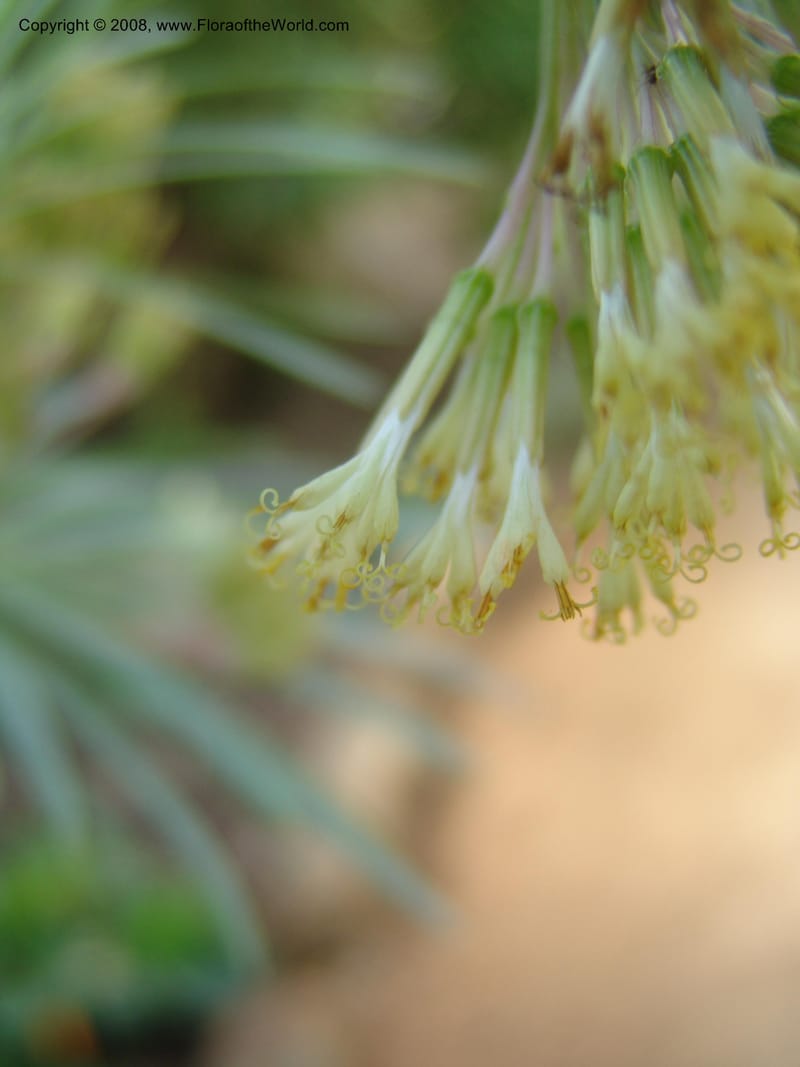 Senecio--Spain. Andalucia. Jardin Botanico de Cordoba. 2 Oct 04. 039.jpg