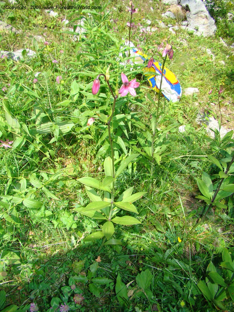 Lilium martagon, CDavidson11254--Slovenia. Gorenska Reg. Velika Planina. 6 Jul 08. 148.jpg