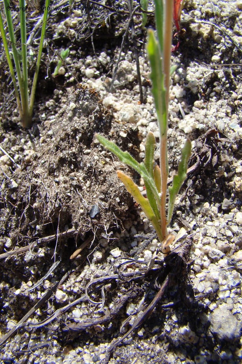 Mentzelia albicaulis, C. Davidson 11363--Idaho. Idaho Co. Salmon River. Polly Bemis Ranch. 27 May 2009. 291.jpg