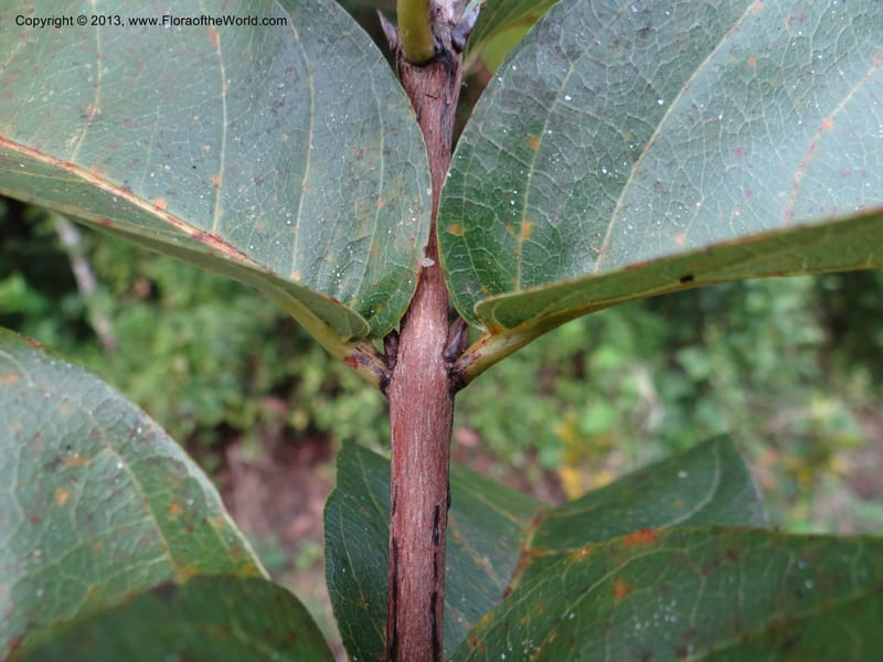 Lagerstroemia--Thailand. Trang. Khao Pra Bang Kram Wildl. Sanct. 16 Nov 2012. DSC00077 (141).JPG