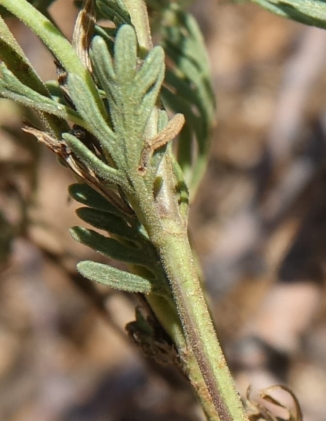 Chascanum pinnatifidum, L. Nanyeni 1170--Namibia. Hwy B1, rest stop at odom 161. 16 Mar 2018. DSC01241 (24).JPG