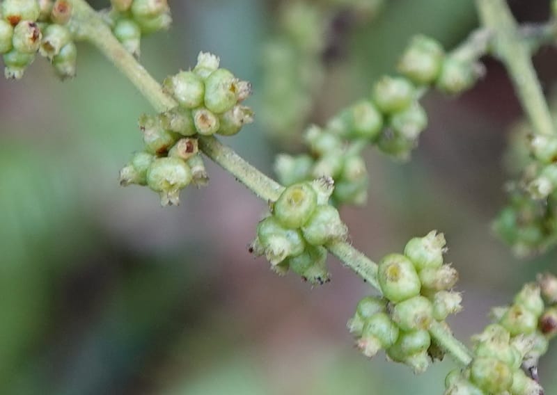 Wendlandia ligustrina, D. Boufford 44129--China. Yunnan. Meizi Lake Park. 3 May 2018. DSC01424 (208).JPG