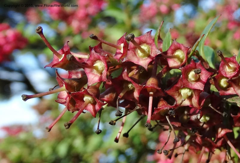 Escallonia callcottiae, Ricci, M --Chile. Juan Fernandez. SJB. 21 Feb 2015. DSC08963 (86).JPG
