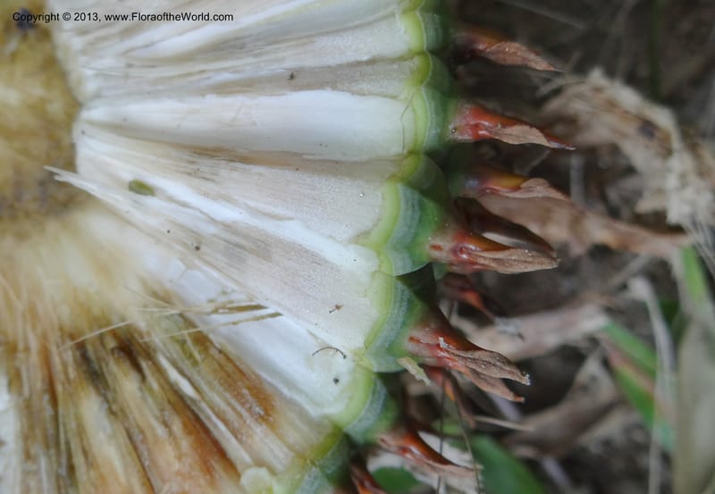 Pandanus acaulescens, Callmander 1041--Thailand. Chiang Mai. Doi Inthanon N. P. 9 Nov 2012. (122).JPG