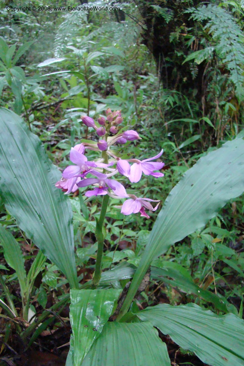 Calanthe sylvatica, WKindeketa2974--Tanz. Rungwe Distr. Rungwe For. Res. 24 Jan 08. 139.jpg