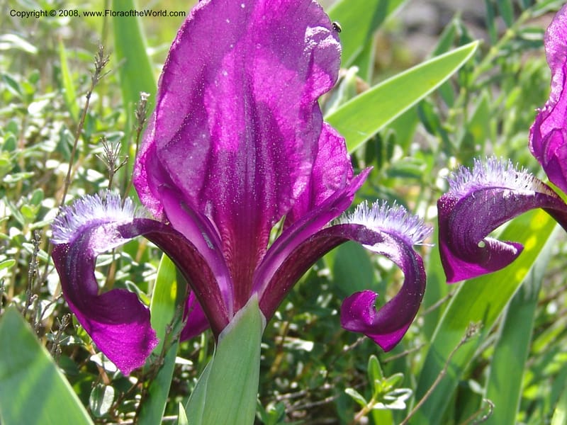Iris hungarica--Georgia. 0.5 km N of Bakuriani. 8  Jun 05. 007.jpg