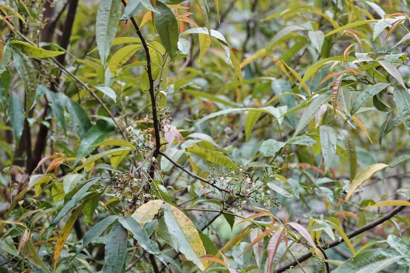 Delavaya toxocarpa, D. Boufford 44087--China. Yunnan. Xinshao Village. 28 Apr 2018. DSC00001 (46).JPG