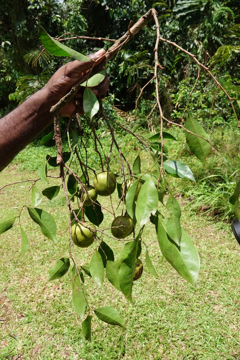 Irvingia gabonensis, C. Davidson 13929--Gabon. Missome Village. 31 Oct 2018. DSC00817 (128).JPG