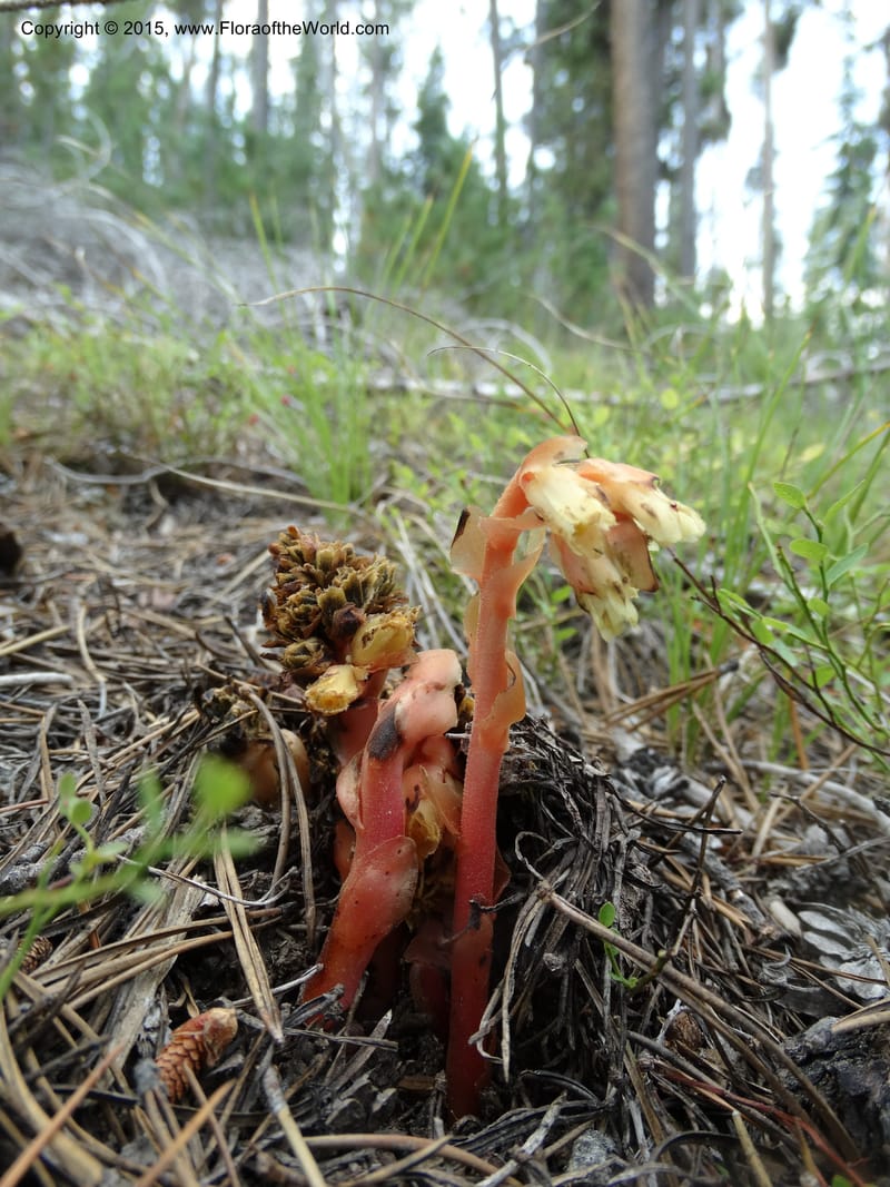 Monotropa hypopitys, Davidson, C 12626--ID. Idaho Co. S of Steamboat Summit. 5 Aug 2014. DSC00156 (201).JPG