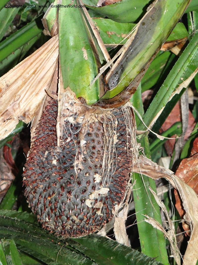 Pandanus acaulescens, Callmander 1040--Thailand. Chiang Mai Prov. Doi Suthep Pui Nat. Park. 7 Nov 2012. DSC07362 (343).JPG