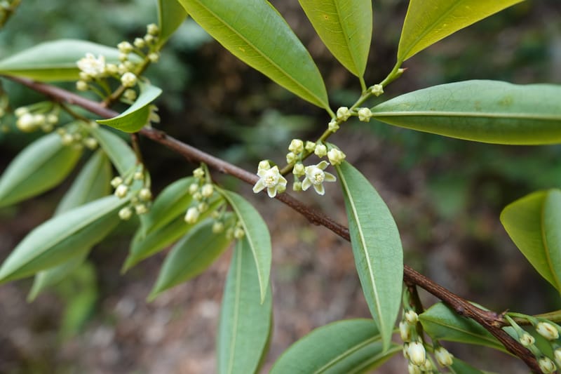 Erythroxylum sinense, D. Boufford 44093--China. Yunnan. Xia Jin Chang village. 29 Apr 2018. DSC00078 (6).JPG