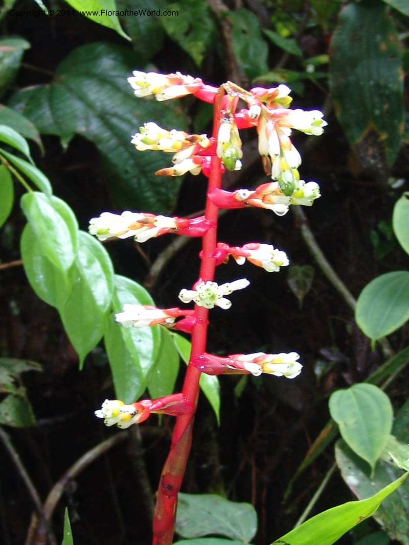 Guzmania testudinis, Croat 95114--Ecuador. Prov. Esmeraldas. Alto Tambo. 21 Feb 05. 131 (3).jpg