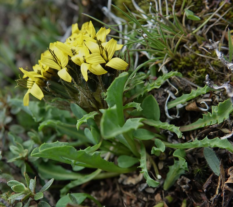Soroseris gillii, C. Davidson 13771--China. Sichuan. Wu Ming Shan. 13 Aug 2017. DSC05530 (34).JPG