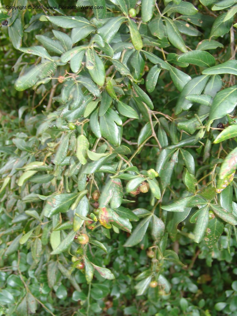 Rhus--Tanzania. Zanzibar. Jozani Forest to Paje Rd.. 17 Jul 0 (67).jpg