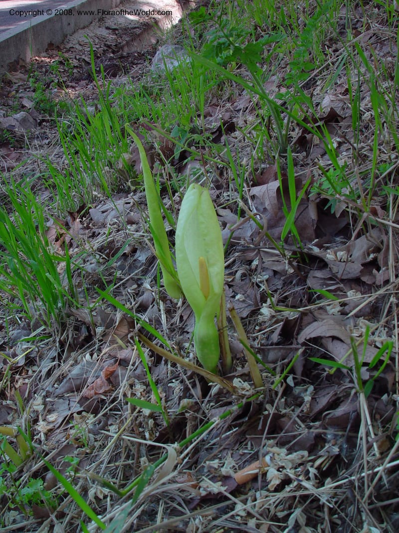 Arum italicum--Italy. Umbria. Todi.  16 May 02.  036.jpg