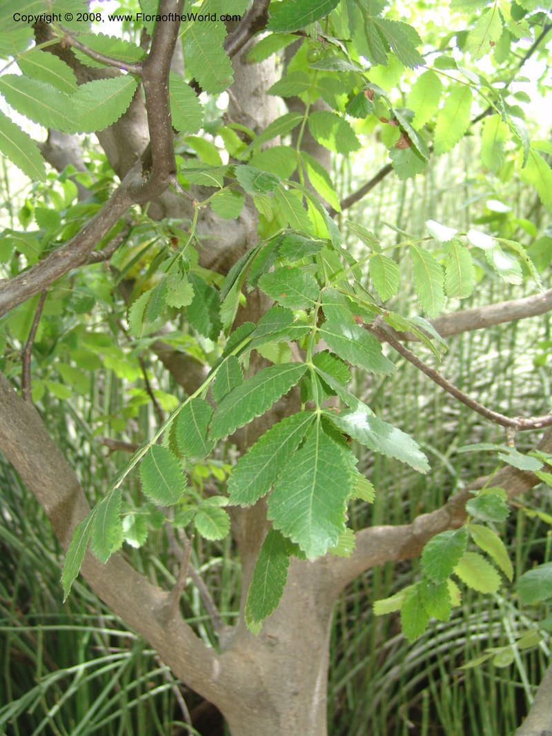 Bursera excelsa, 3118 C--MX. Oaxaca. Oaxaca. Jardin Etnobotanico. 5 Aug 2007. 218.jpg