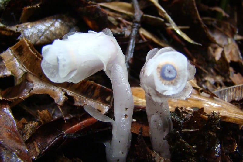 Monotropa uniflora, Regalado 1652--Viet Nam. Lao Cai Prov. Sa Pa Distr. Hoang Lien Son. 6 Apr 09. 347 (11).jpg