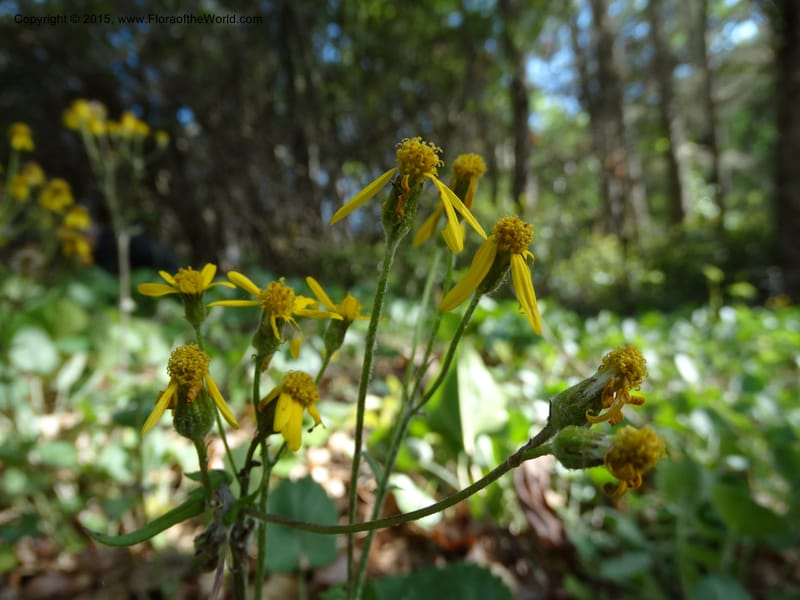 Packera serpenticola, Davidson, C 12974--No. Carolina. Clay Co. Buck Cr. 13 May 2015. DSC04619 (49).JPG