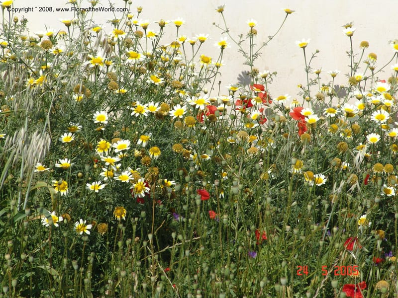 Glebionis (Chrysanthemum) coronaria v. discolor--Crete. Ep. Apokoronos. Aptera. 23 May 05. 022.jpg